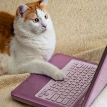 b2ap3_thumbnail_computer_cat_400.jpg